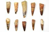 Lot: to Bargain Spinosaurus Teeth - Pieces #133380-1